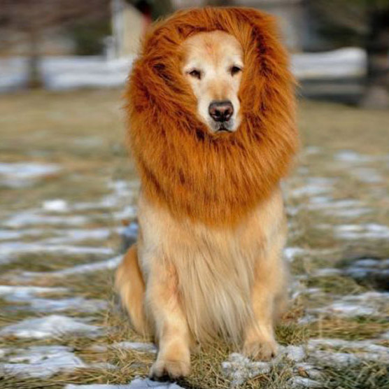 iPettie-Pet-Costume-Lion-Mane-Wig-Dog-Cat-Halloween-Festival-Fancy-Dreess-Up-Brown.jpg_640x640