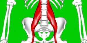 the psoas muscle is part of the hip flexor muscles that can be strained br image credit anatomography 2013 br