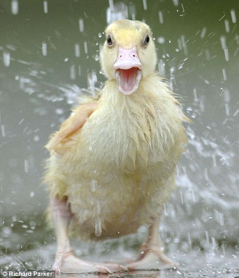 Rainy day duck