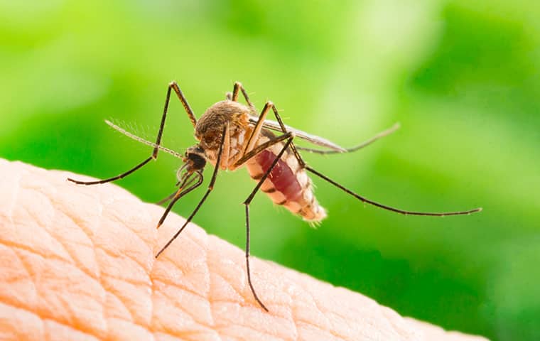 get rid of and prevent mosquitoes