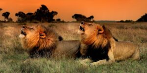 Lions Kariega