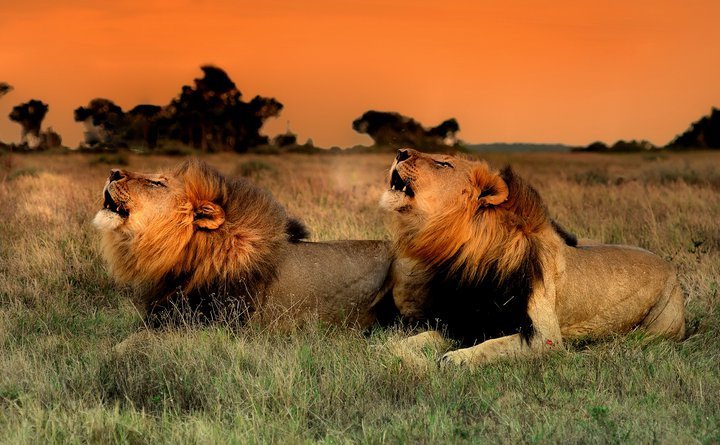 Lions Kariega